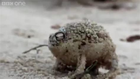 Zasshu frog : r/fatestaynight .